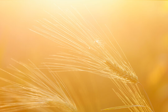 Golden wheat ears glowing in the warm sunset light with soft bokeh background.