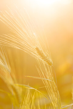 Golden wheat ears against soft sunset light for agricultural branding background.