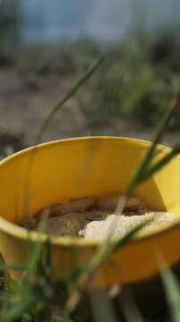 Close up many live fat ugly fly larvae crawling isolated in yellow small plastic box ready to be used for fishing. meat larvae. Spray flies for fishing against the backdrop of grass and lake or pond.