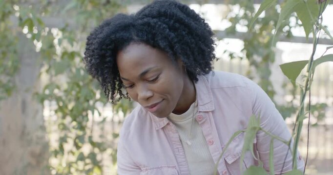 African American woman in pink top spotting growth checking vine leaf on trellis for plant health
