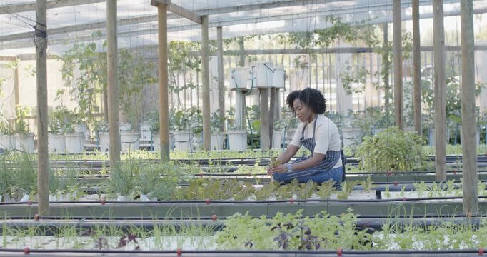 African woman kneeling during check lifting, rotating and inspecting plants for pests in greenhouse