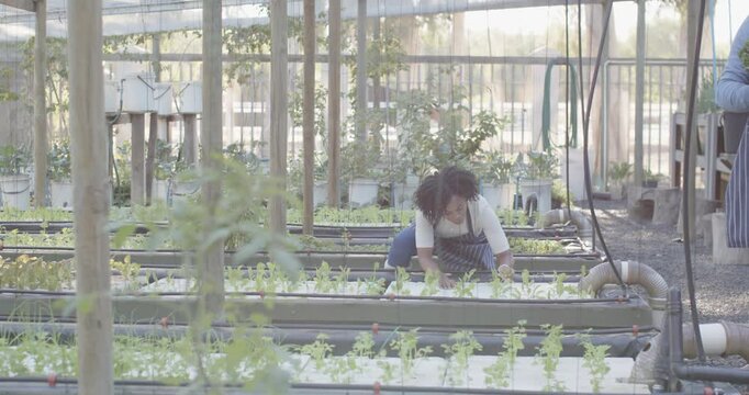 African woman kneeling and tending troughs in greenhouse in striped apron as coworker holding crate
