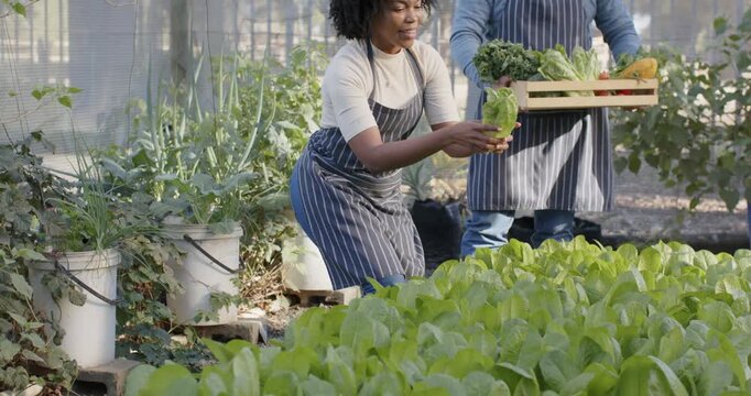Diverse gardeners picking on spotting ripe lettuce in greenhouse, packing crate with striped aprons