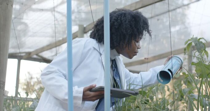 African woman wearing lab coat doing check, adjusting blue trap in greenhouse, recording on tablet
