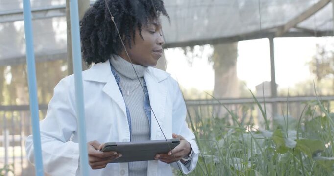 Looking up labcoat African woman scanning with tablet in greenhouse checking blue sensor for crops