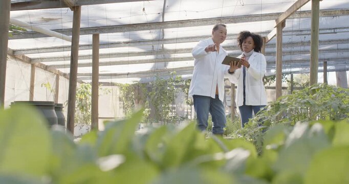 Two researchers entering greenhouse aisle in lab coats inspecting beds tapping tablet guiding care