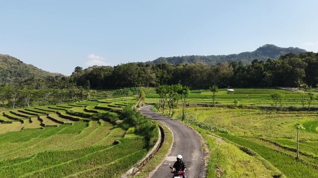 Serpentine Scooter Ride Through Tropical Rice Terraces