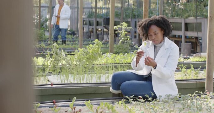 Mid-adult African woman in lab coat examining seedling in nursery after spotting growth, notebook