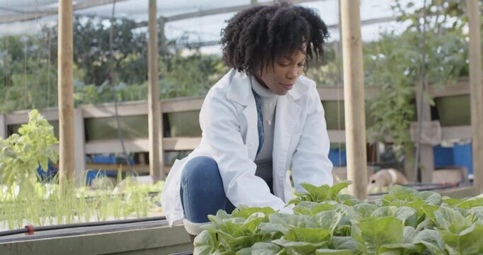 30s African woman kneeling in greenhouse, spotting lettuce in raised bed, examining root for study