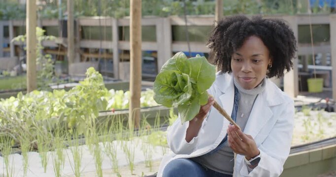 African woman in lab coat, smartwatch harvesting lettuce, turning and assessing roots at raised bed