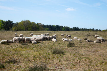 Fototapeta premium Flock Of Sheep Grazing On A Sunny Pasture Meadow In Peaceful Countryside Landscape