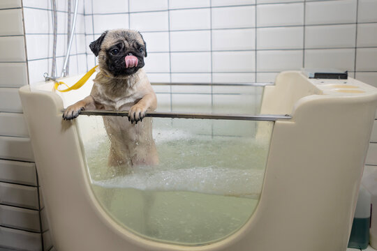 Dog grooming. Ozone therapy for dogs. Pug taking an ozone bath. Washing pug in bathtub. Grooming pug at beauty salon. Beige pug