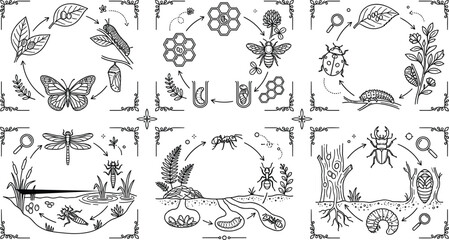 Insect life cycle line art diagrams set with butterfly bee ladybug dragonfly ant and beetle vector © MdAmzad