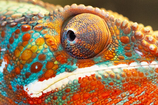 The texture of the chameleon's skin and its eyes in close-up for background and wallpaper. Beautiful colorful bright chameleon skin. Multi-colored texture of the reptile skin pattern.