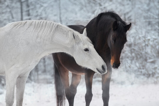 White and bay horse in snow