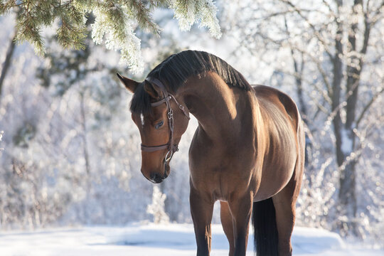 Horse portrait in snow forest