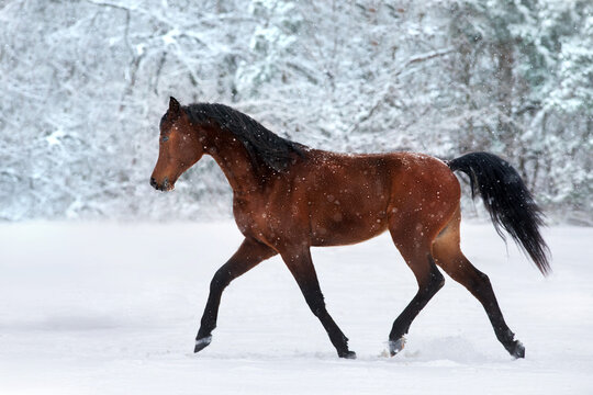 Bay arabian stallion free run in snow