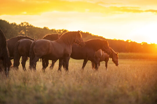 A herd of Percheron horses
