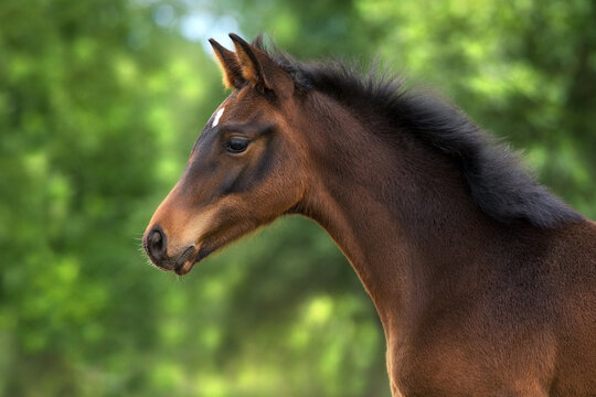 Bay foal close up portrait