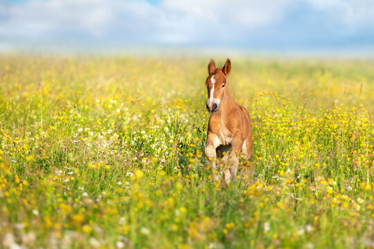 Bay foal close up in flowers