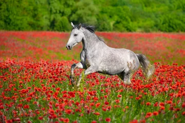 Horse free run in poppy © callipso88