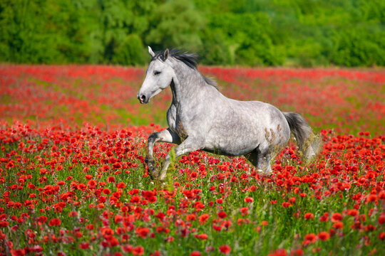 Horse free run in poppy