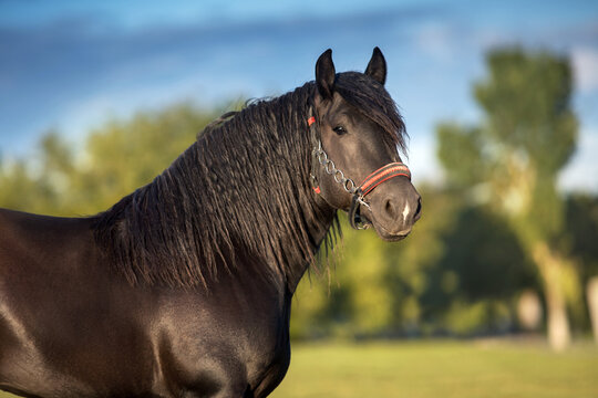 Draft horse with long mane portrait