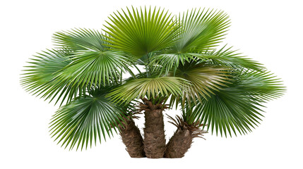 Fan palm tree with multiple trunks and green leaves © Freja