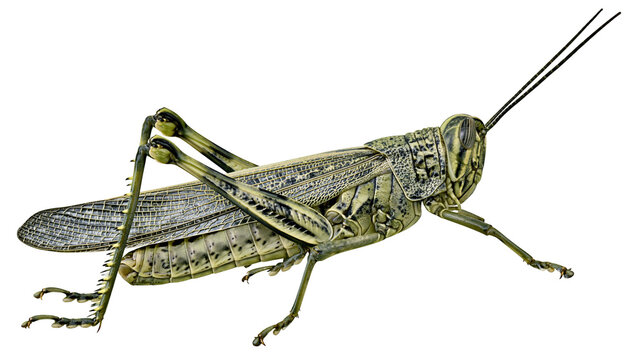 Green grasshopper insect with detailed wings and long antennae