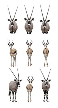 Realistic Oryx Antelope Group Standing on White Background