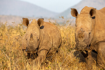 Obraz premium South Africa, Zimanga Private Game Reserve, White Rhinoceros 