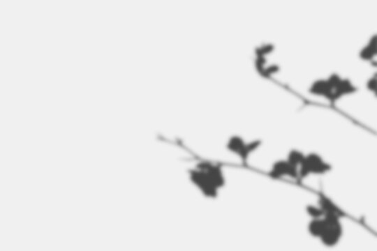 botanical shadow overlay, flowering branch silhouette, soft natural sunlight on neutral wall background with copy space