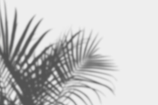 palm leaf shadow overlay, tropical frond silhouette, soft natural sunlight on neutral wall background with copy space