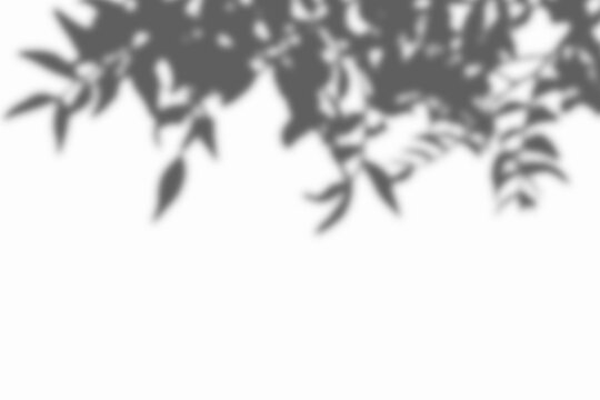 botanical leaf shadow overlay, foliage silhouette border, soft natural sunlight on neutral wall background with copy space