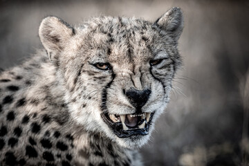 South Africa, Zimanga Private Game Reserve, Cheetah (Acinonyx jubatus), male © Luigi