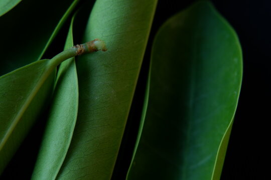 Natural Pattern of Green Leaves Background