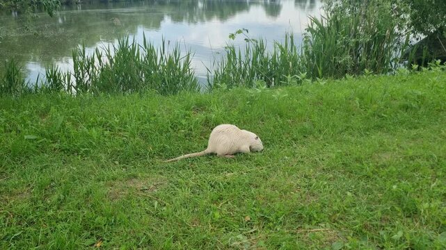 White nutria grazing on green grass along a riverbank, eating fresh vegetation beside calm freshwater in a natural habitat