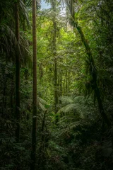 Tropical forest in Costa Rica. Volcano Arenal National Park. © forcdan