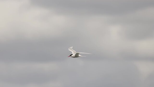 Slow Motion clip of Arctic Tern Flying in Cloudy Sky.