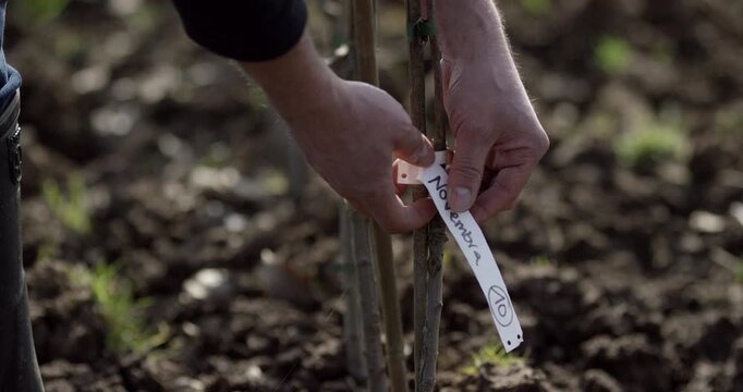A person attaching a paper label to a young tree sapling in an orchard