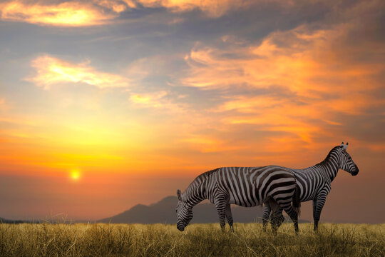 Two zebras standing in a grassy savanna field under a dramatic golden sunset sky in Africa. National Wildlife Day