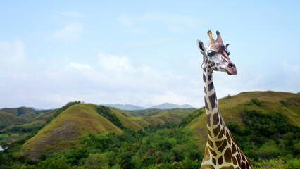 Fototapeta premium A close-up of a majestic giraffe head and neck against a beautiful background of lush rolling green hills and a bright blue sky. National Wildlife Day