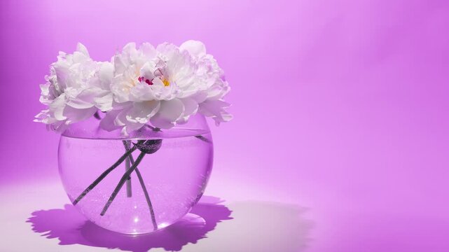 Flowers in a vase static display, in purple background, with flowers, vase, with glass vase, flower petals texture, from a frontal view perspective, with purple, white accents, clear detail.