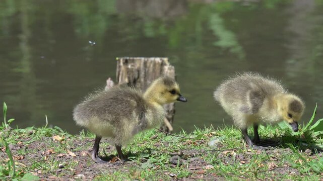 Canada Goose (Branta canadensis) young goslings eating grass at the edge of a lake. June, Kent, UK [Half speed]
