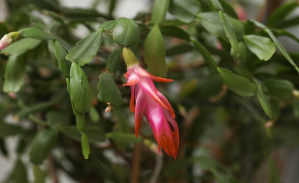 Schlumbergera cactus flower bloom close-up