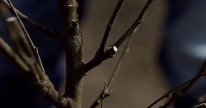 A person using a tool to prune small branches on a tree in an agricultural orchard