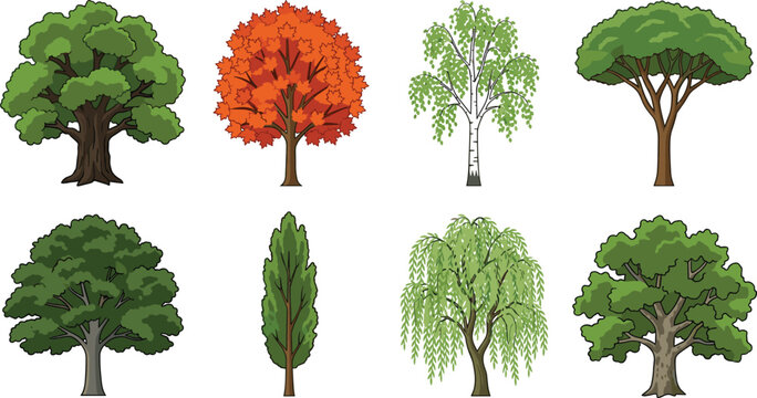 Tree Vector Set Featuring Oak, Birch, Willow, Poplar, and Seasonal Foliage Designs
