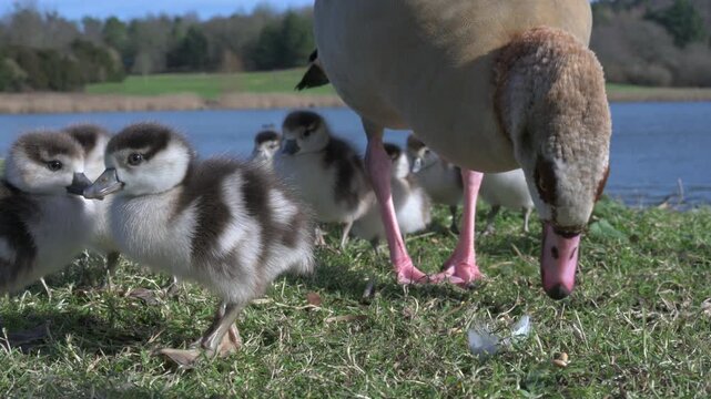 Egyptian Goose (Alopochen aegyptiaca) family with very young goslings in closeup. June, Kent, UK [Half speed]