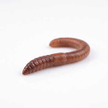 Single Mealworm Isolated on a Clean White Background.