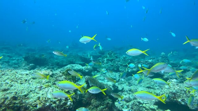 Close-up of a school of yellowtail fish swimming underwater. Seabed exploration, marine ecosystem, underwater nature, tropical fish. Underwater world and the life of its inhabitants. Diving. 4K